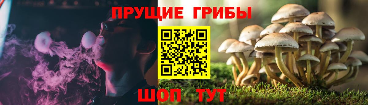 Псилоцибиновые грибы Psilocybe  Псилоцибиновые грибы Psilocybe  Алексеевка  Вход с VPN 